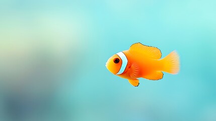Bright orange clownfish swimming in clear blue water