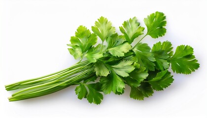 isolated cilantro sprigs with vibrant green leaves