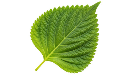 Isolated Shiso Leaf