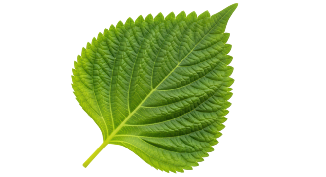 Isolated Shiso Leaf