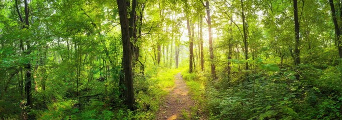Obraz premium Sunlit Path Through a Lush Green Forest.