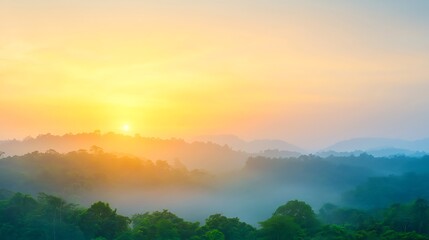 Obraz premium Misty forest sunrise with golden light