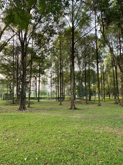 Peaceful Green Park with Tall Trees and Grassy Open Space