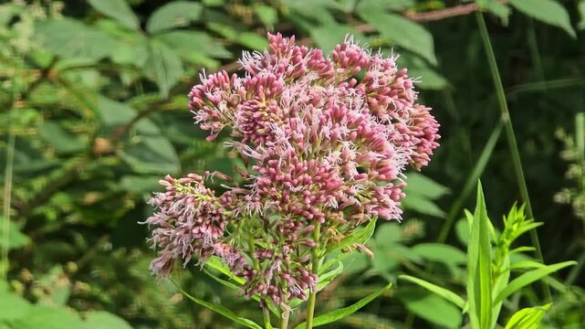 Close-up of eupatorium cannabinum swaying in the breeze.
