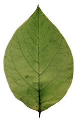 PNG Real Pressed a green rose leaf plant tree pattern.