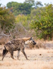 Spotted Hyena in Savanna