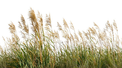 Tall Grasses in the Field background isolated on a Transparent background, PNG file.