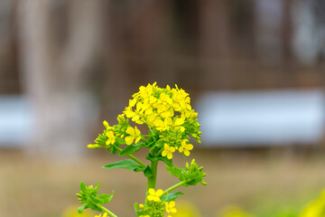 春に咲く菜の花のクローズアップ