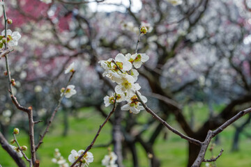 白梅の花が咲く春の梅林