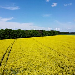 Obraz premium Vast field of bright yellow flowers under a clear blue sky