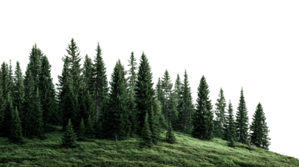 Tall Pine Trees on Mountain Ridge background isolated on a Transparent background, PNG file.