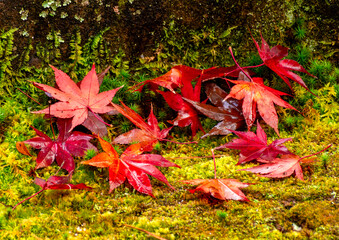 Red leaves of Japanese maples fallen to the ground after rain