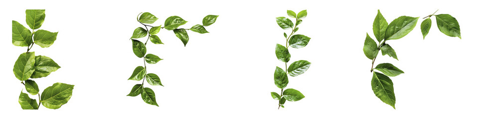 Fototapeta premium Green Leaves with Stem on Isolated for Natural Design Elements