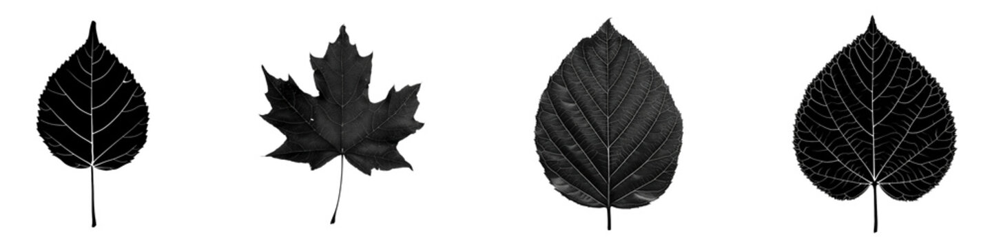 Monochromatic leaf study showcasing the intricate venation form of nature