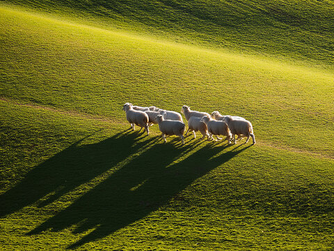 A moment of unity in a peaceful animal landscape
Sunlight and shadows create a poetic rural composition
Sheep walking in line across a tranquil green meadow