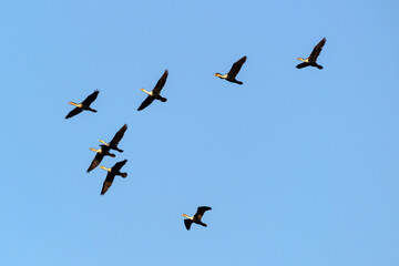 Cormorans en vol