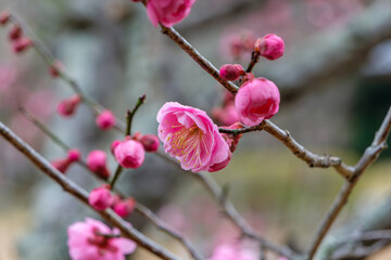 春に咲く紅梅の花
