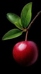 Single red cherry with leaves on black background