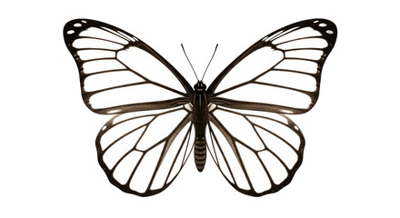 Isolated White Butterfly © Joao