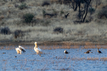 Pélicans et cormorans sur les rives d'un lac en Namibie