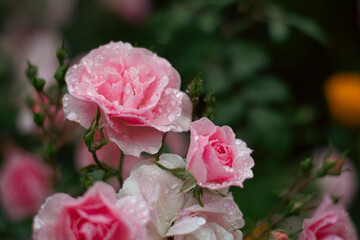 Delicate Light Pink Garden Roses Covered in Raindrops Close-up