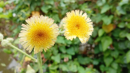 A beautiful yellow dandelion flower on the tree. Flower close up shoot in high quality image, yellow, sunflower, spring, background