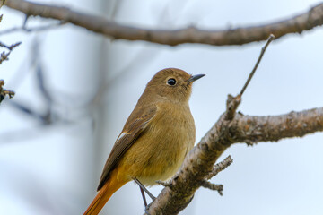 冬の枝にとまるジョウビタキのメス