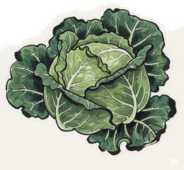 A Single, Green Cabbage
