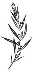 Fototapeta premium A Sprig of Tarragon