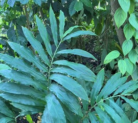 close up of green leaves