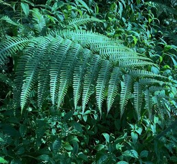 green fern leaves