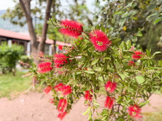 Close-up of bright red bottlebrush flowers in a green garden. Exotic plant, spring bloom, and natural ornamental beauty outdoors.