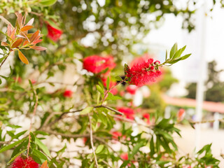 Close-up of bright red bottlebrush flowers in a green garden. Exotic plant, spring bloom, and natural ornamental beauty outdoors.