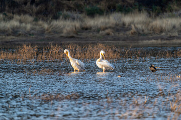 Pélicans et cormorans sur les rives d'un lac en Namibie
