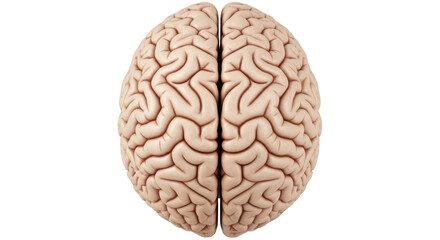 Isolated Human Brain