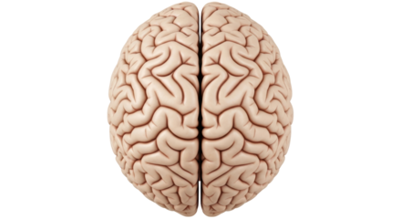 Isolated Human Brain