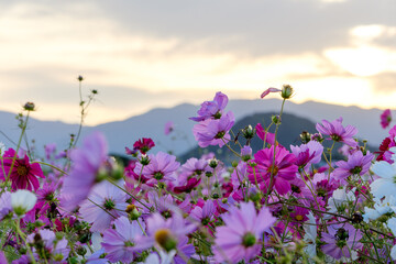 夕暮れに咲くコスモス畑と山並みの風景