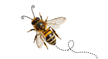 Isolated Flying Bee with Dotted Path