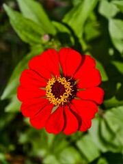Red zinnia elegans