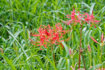 彼岸花が咲く緑の草むら