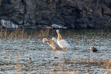Pélicans et cormorans au pied d'une falaise sur les rives d'un lac en Namibie