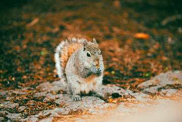 fluffy brown squirrel eats cookies in autumn forest