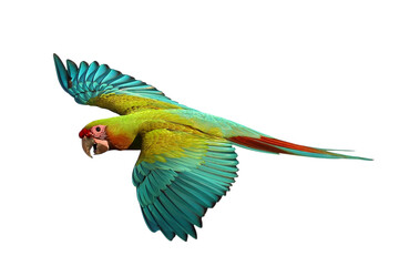Fototapeta premium Colorful flying Military Macaw parrot isolated on transparent background png file 