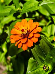 Orange zinnia elegans