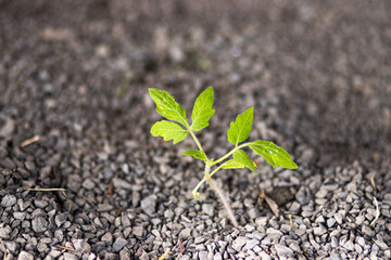 Green seedling emerging from dark gravel soil, symbolizing growth and resilience in nature,...