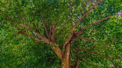 tree with dense green leaves and branches from below. The natural foliage creates a fresh, lush,...