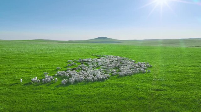 A Large Flock of Sheep Grazing on a Sprawling Green Meadow