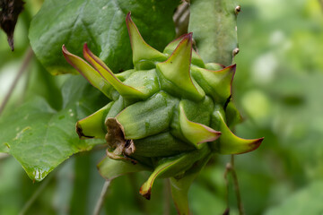 Macro close-up of an unripe green dragon fruit (pitaya) attached to the stem. The tropical fruit...