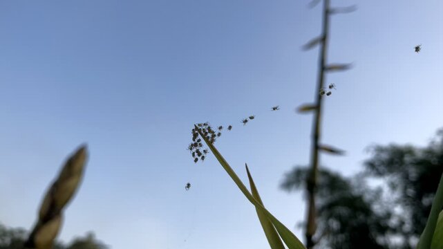 Footage or video of a swarm of newly hatched spiderlings migrating through bamboo leaves, taken from a low angle