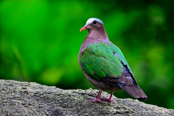 common emerald dove or green-winged pigeon, Chalcophaps indica proudly standing onbig rock expose...